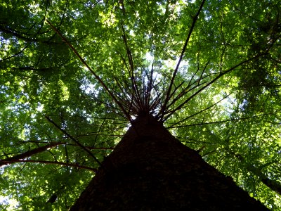 Tree Vegetation Woody Plant Ecosystem photo