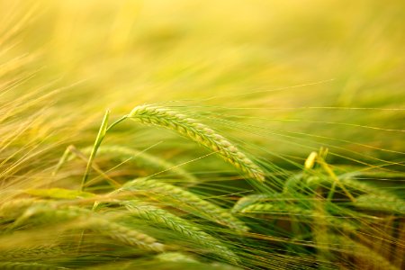 Barley Food Grain Vegetation Hordeum