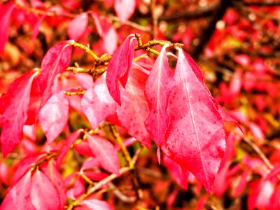 Nature 647