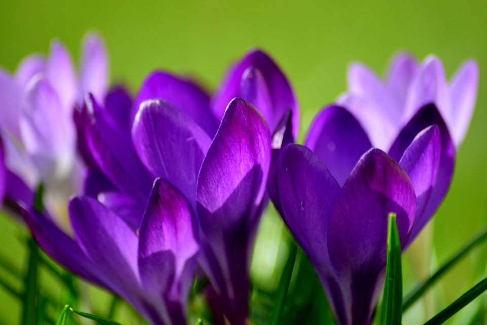 Flower Crocus Flowering Plant Plant