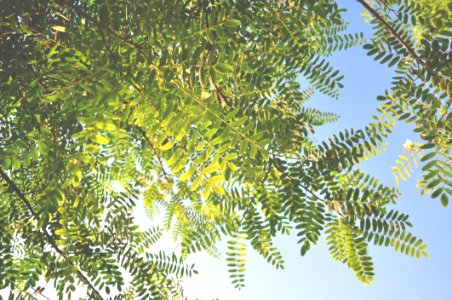 Vegetation Tree Leaf Branch