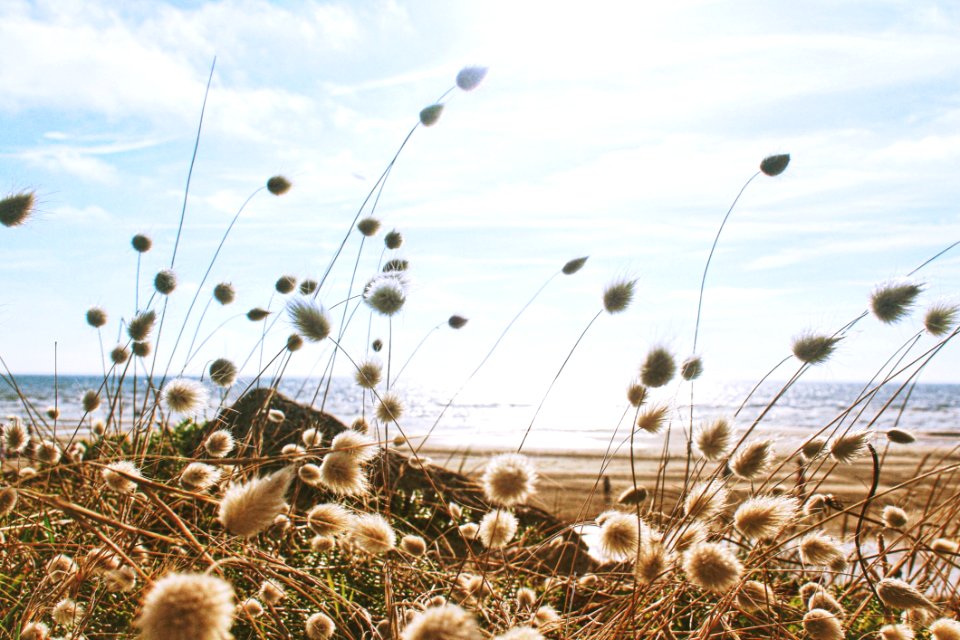 Ecosystem Sky Field Grass Family