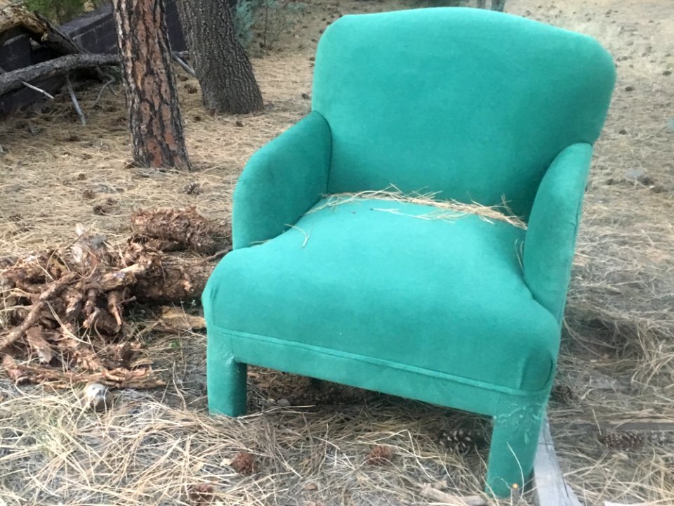 Comfort In The Forest