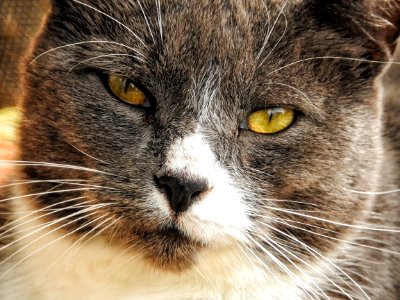Chat 1151