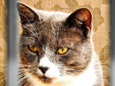 Chat 1147
