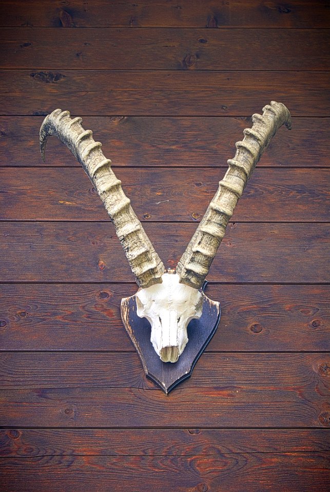 Chamois Head