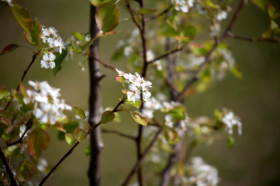 Blossom Branch Spring Plant photo