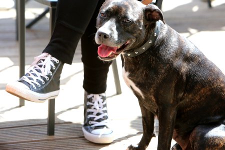 Nice Dog