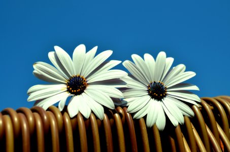 Flowers On Beach Chair