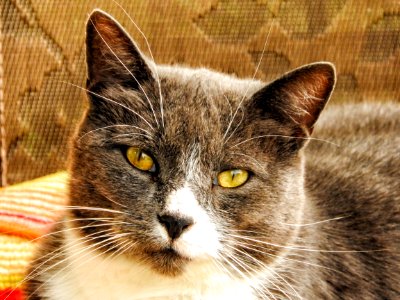 Chat 1150