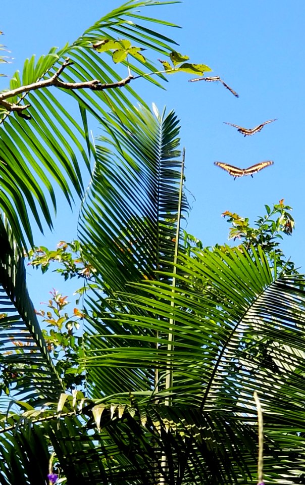 Day 283 Butterflies At Botanical Gardens
