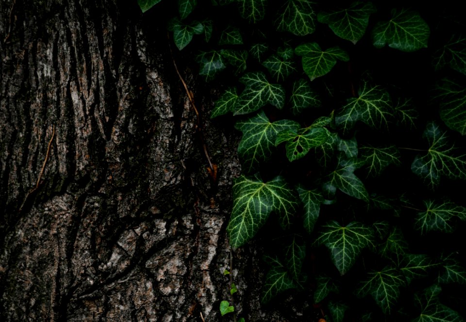 Vegetation Green Leaf Tree
