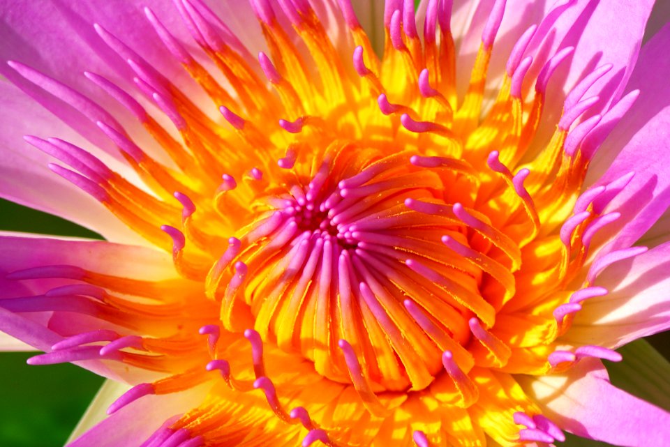 Flower Petal Close Up Aster