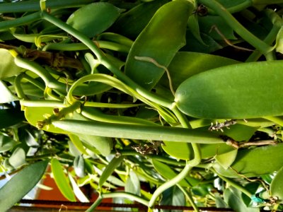 Vanilla Pod Botanical Gardens Puerto Vallarta