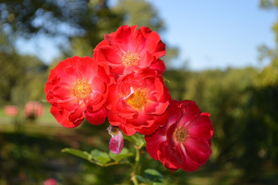 Roses nature romantic