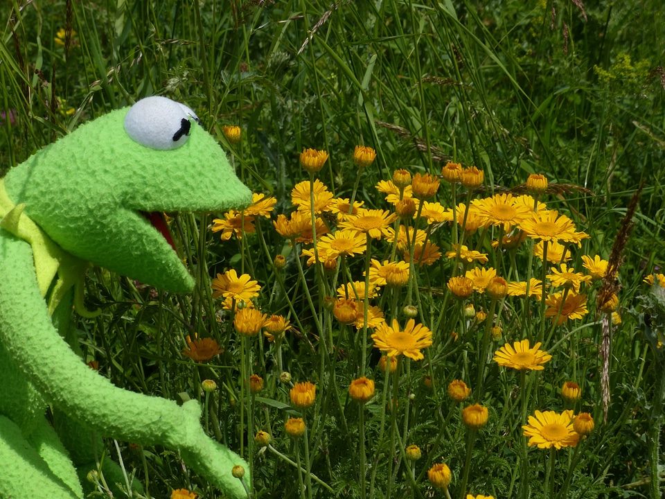 Admire beautiful flowers