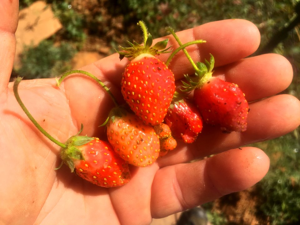 Todays Strawberry Handful