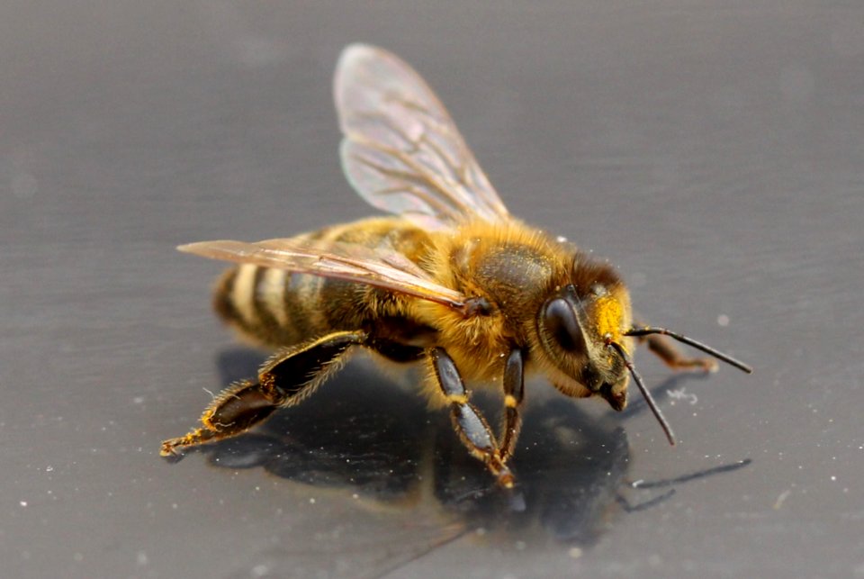 Insect Honey Bee Bee Invertebrate