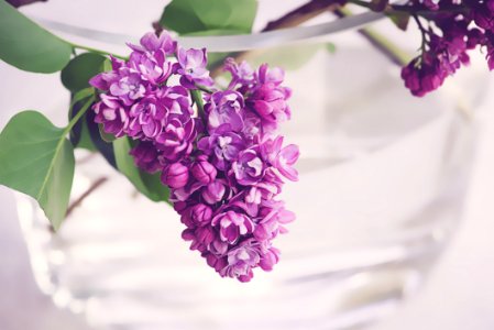 Flower Purple Violet Flowering Plant photo