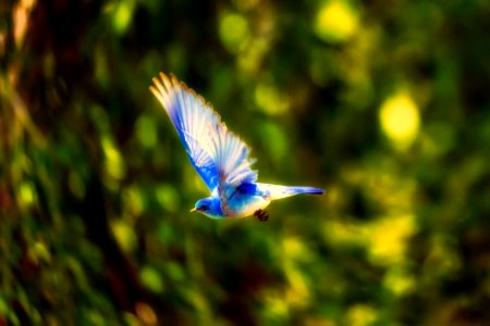 Bird Beak Fauna Wing