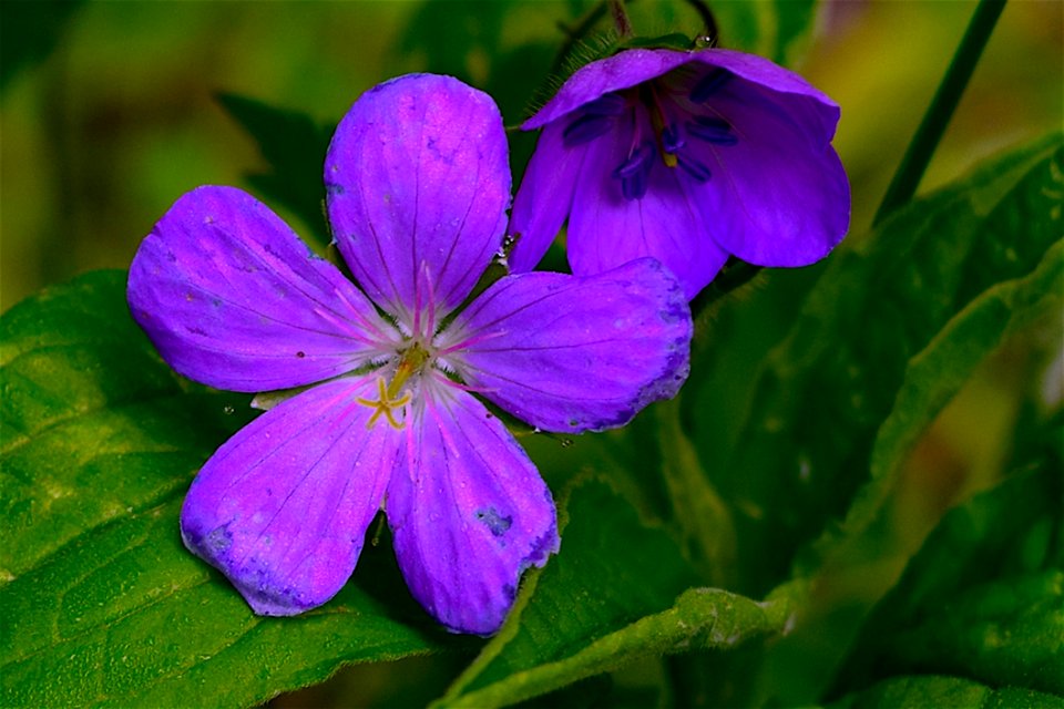 Flower Flora Purple Plant