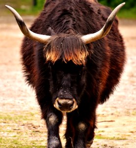 Horn Cattle Like Mammal Terrestrial Animal Yak photo