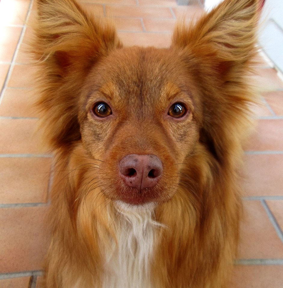 Dog Dog Breed Dog Breed Group Dog Like Mammal