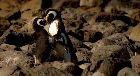 Penguin Flightless Bird Fauna Bird