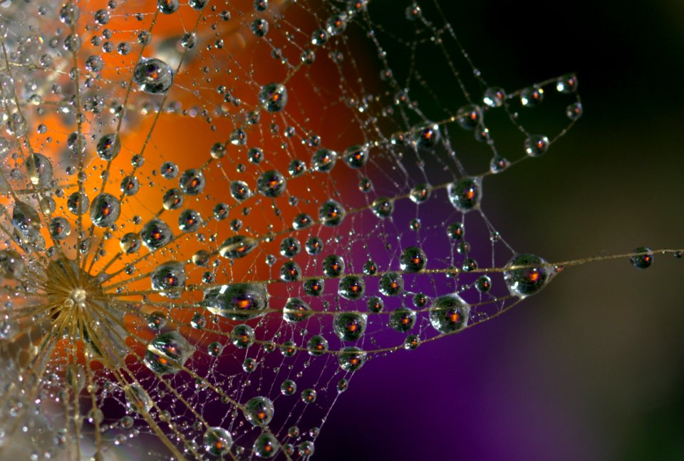 Water Dew Spider Web Moisture