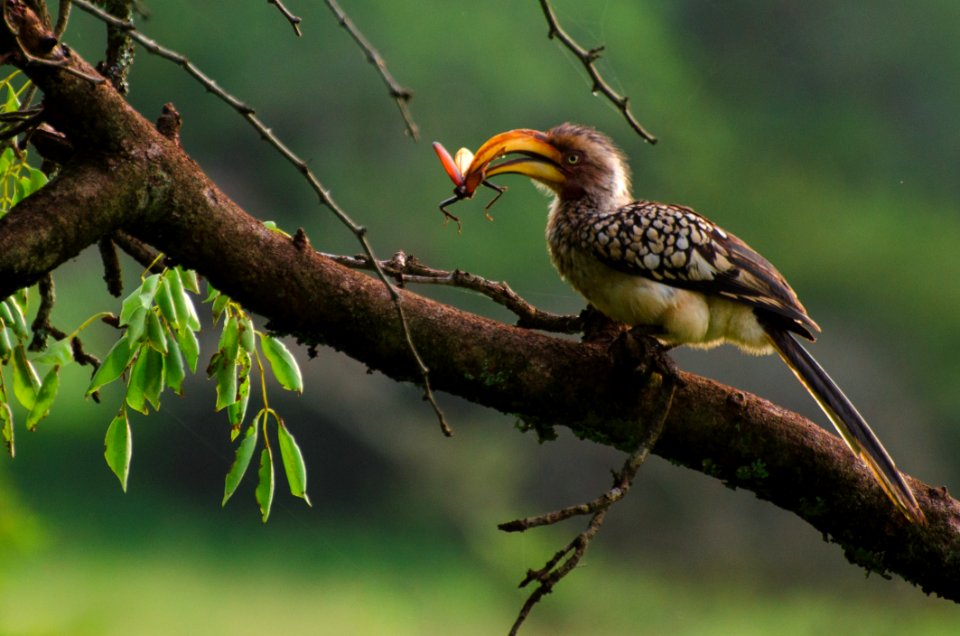 Bird Beak Ecosystem Hornbill