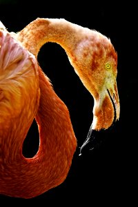 Beak Water Bird Fauna Organism