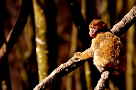 Mammal Vertebrate Fauna Primate