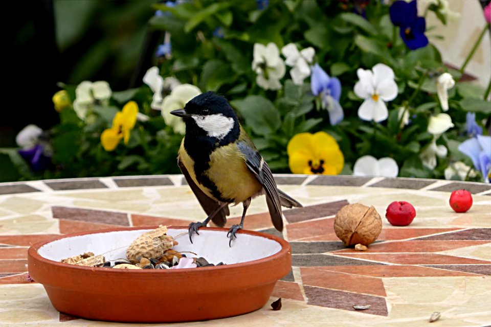 Bird Fauna Beak Bird Food