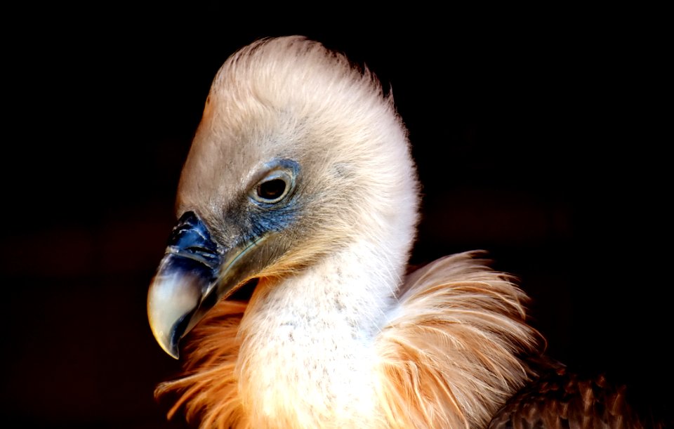 Beak Fauna Bird Close Up