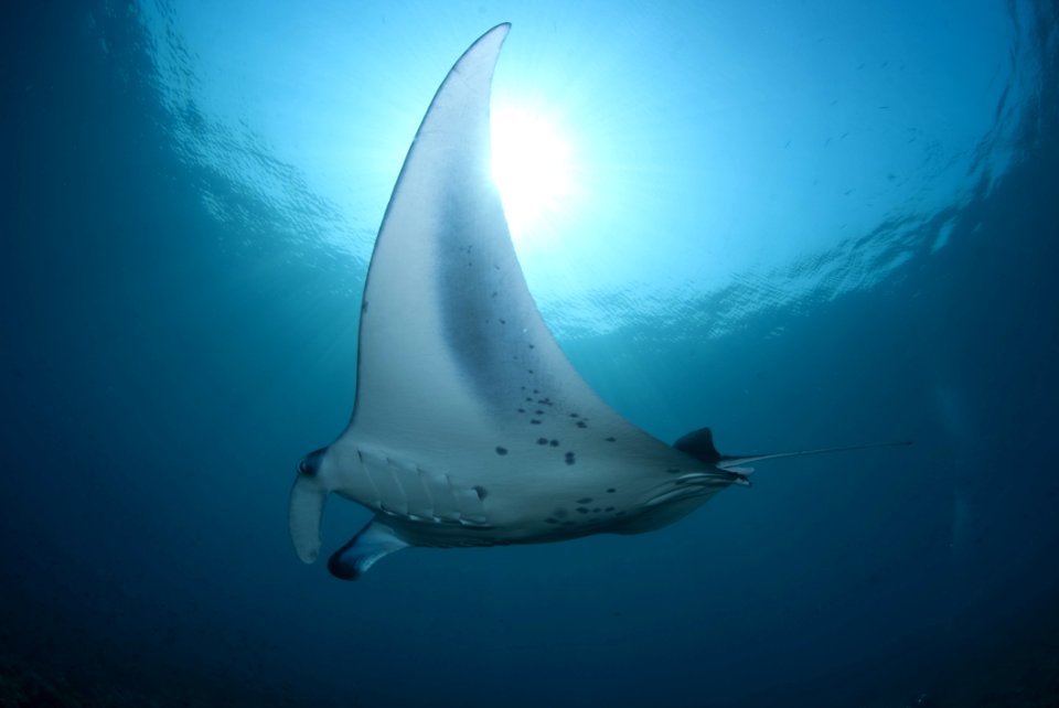 Fish Rays And Skates Stingray Marine Biology