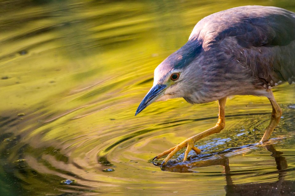 Bird Water Beak Fauna