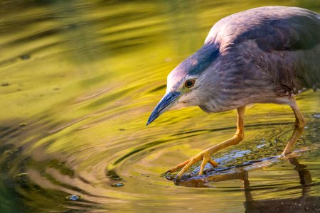 Bird Water Beak Fauna photo