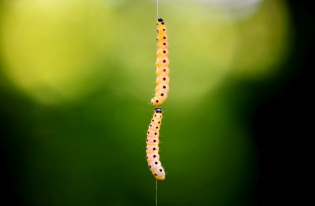 Caterpillar Larva Insect Invertebrate