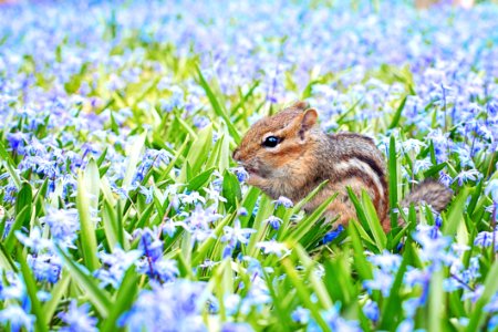 Mammal Fauna Wildlife Grass