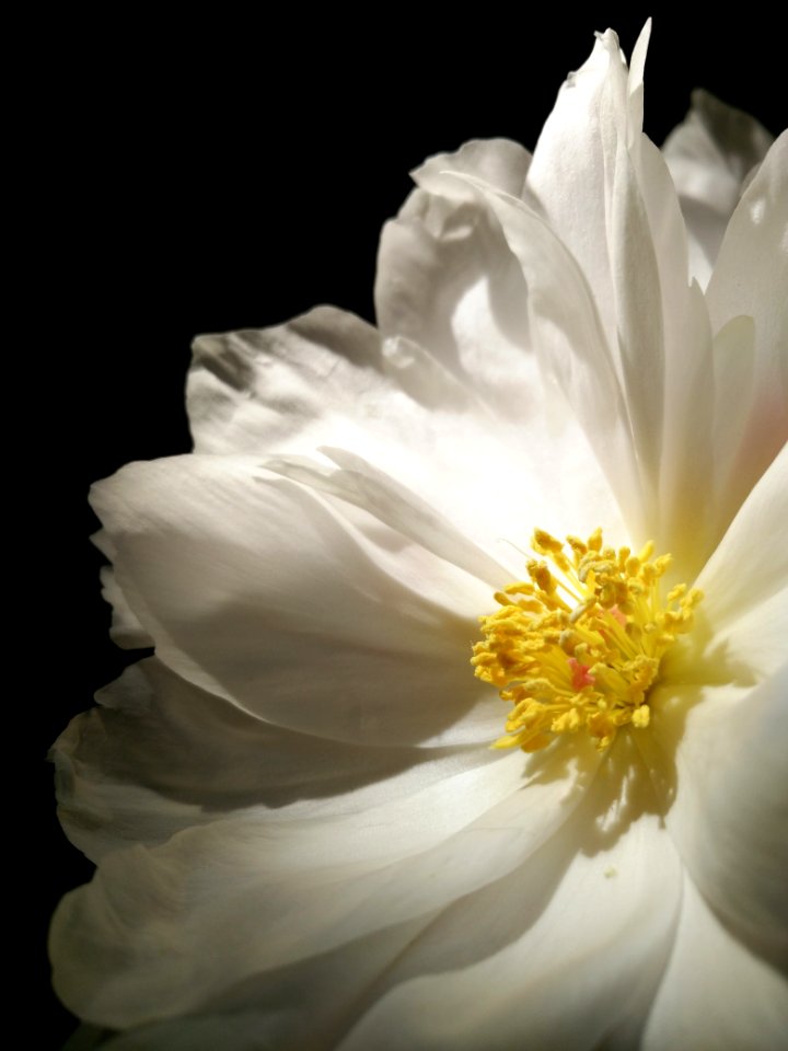 Flower White Yellow Flora