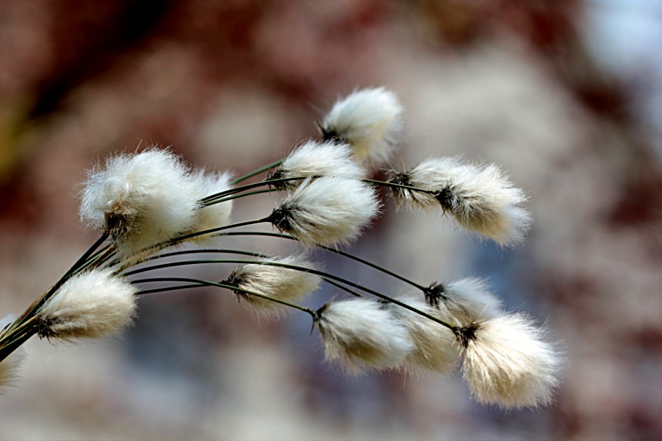 Feather Flora Close Up Branch