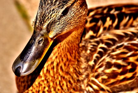 Duck Beak Bird Ducks Geese And Swans photo