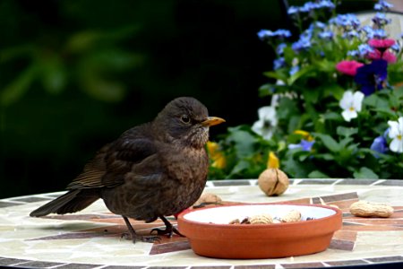 Bird Fauna Beak Blackbird photo