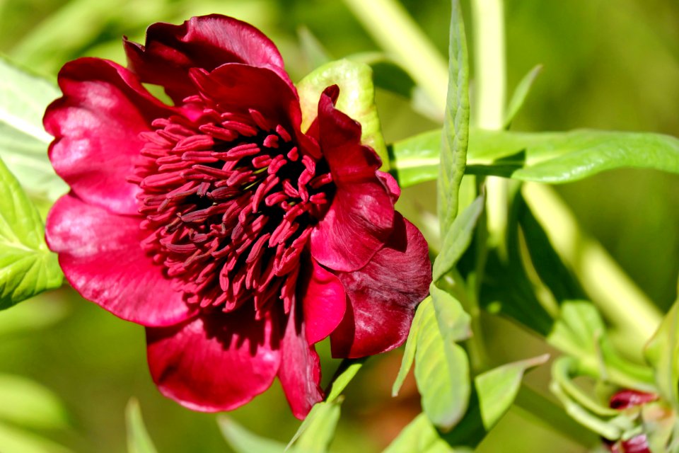 Flower Plant Flora Flowering Plant