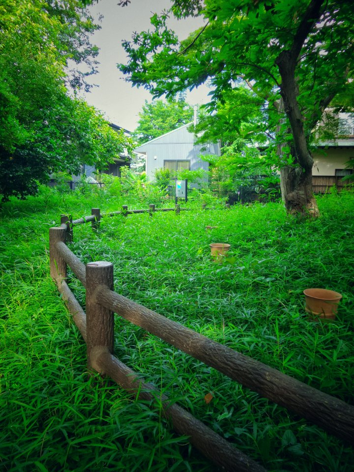 Plant Green Tree Natural Landscape
