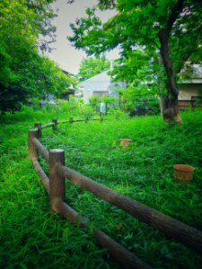 Plant Green Tree Natural Landscape