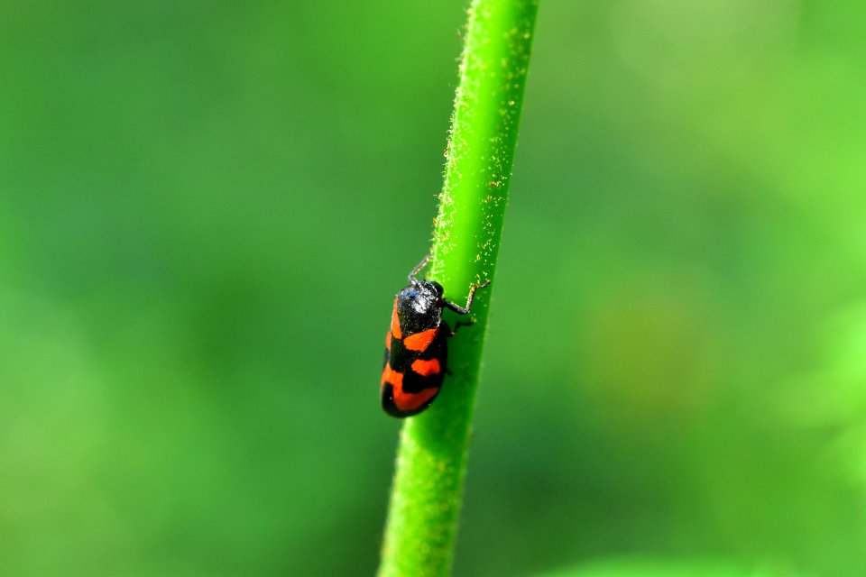 Araignes Insectes Et Fleurs De La Fort De Moulire (Les Closures - La Grosse Bousse - La Fontaine Sale)