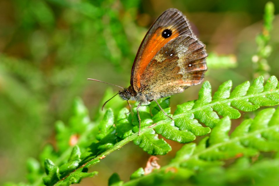 Araignes Insectes Et Fleurs De La Fort De Moulire (Les Chirons Noirs - Croix Gnraux)