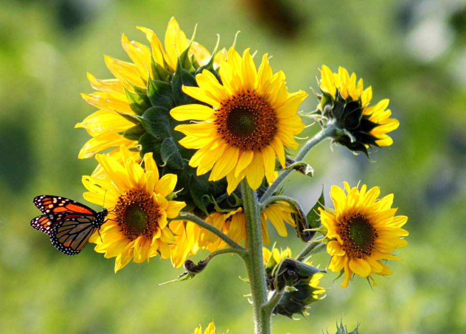 Sunnflowers With Butterfly photo