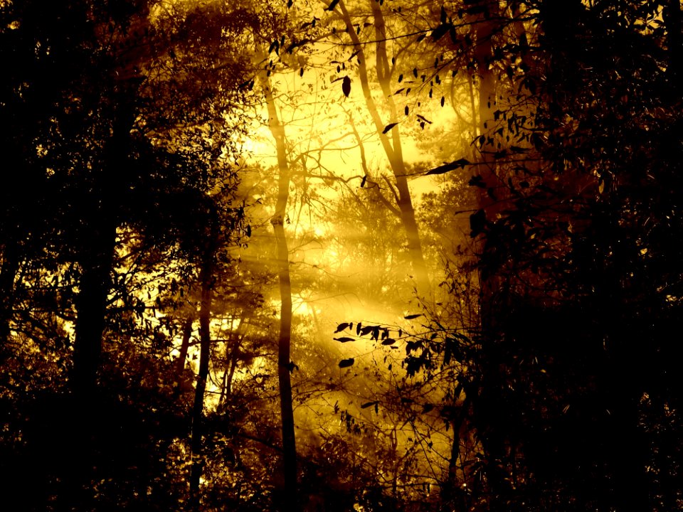 Morning Fog Forest Sunrise